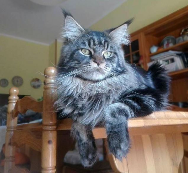 Gatto Maine coon sul tavolo