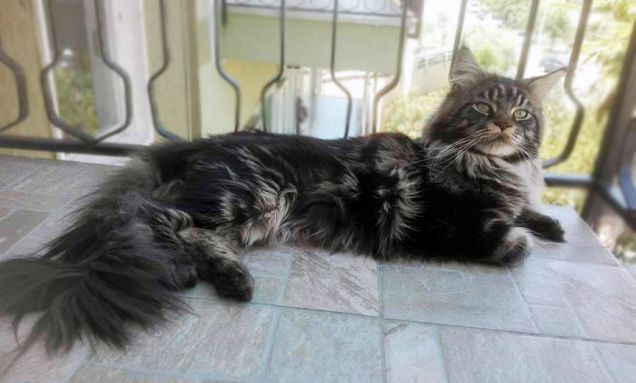 Maine coon in posa di relax