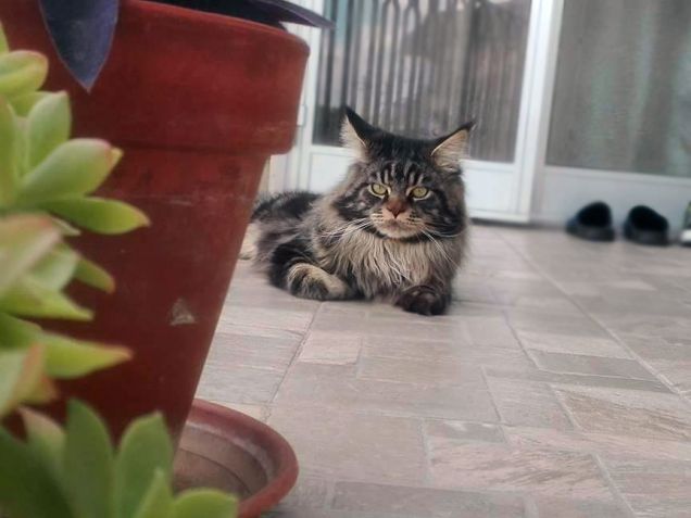 Maine coon tra le piante