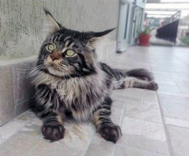 Gatto Maine coon in terrazza