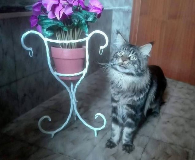 Maine coon in toilette