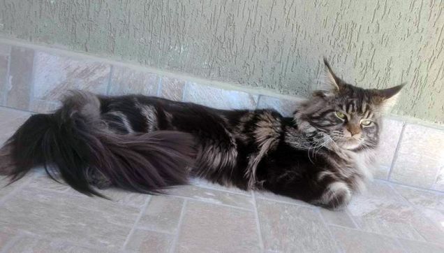 Gatto Maine coon rilassato