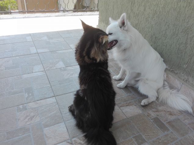 Volpino italiano e Maine coon amici