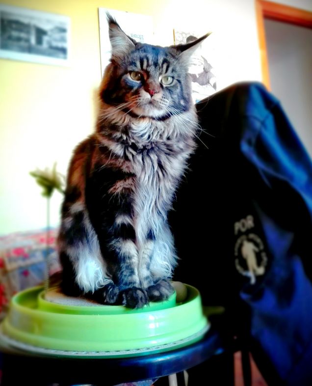 Maine coon maschio brown tabby