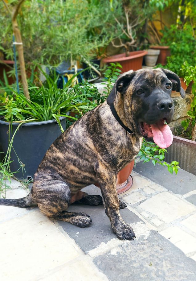 Cucciolo cane Corso tigrato 3 mesi