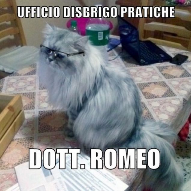 Meme gatto persiano