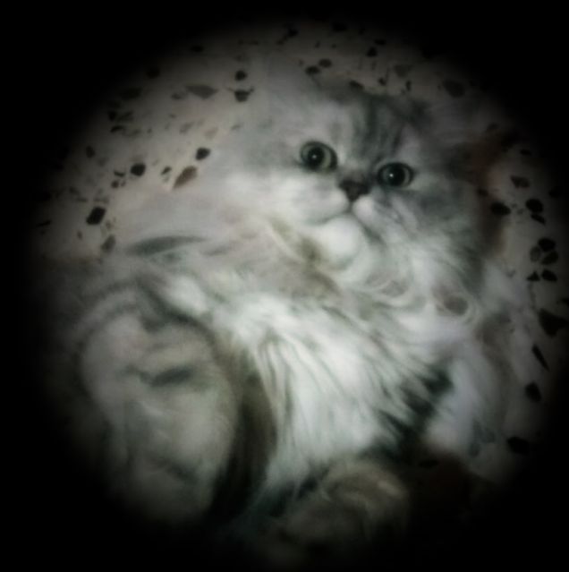 Gatto persiano effetto vignetta