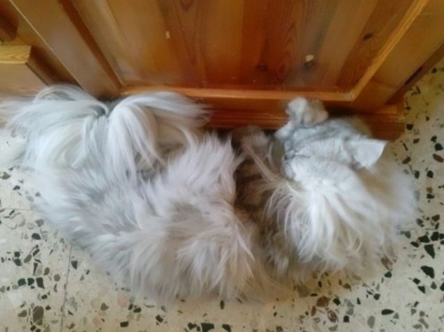 Gatto persiano che dorme