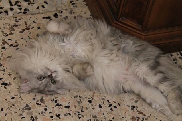 Gatto persiano a pancia all'aria