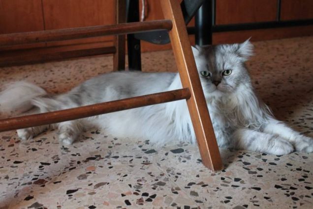 Gatto persiano Romeo si rilassa sotto il letto