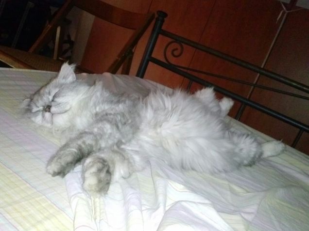 Gatto persiano che dorme sul letto