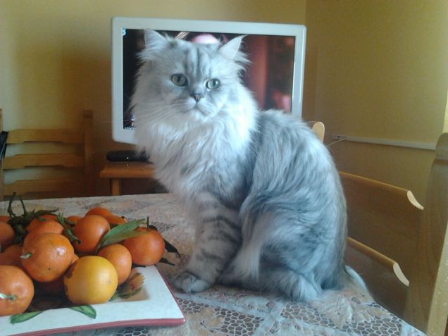 Gatto persiano in posa sul tavolo