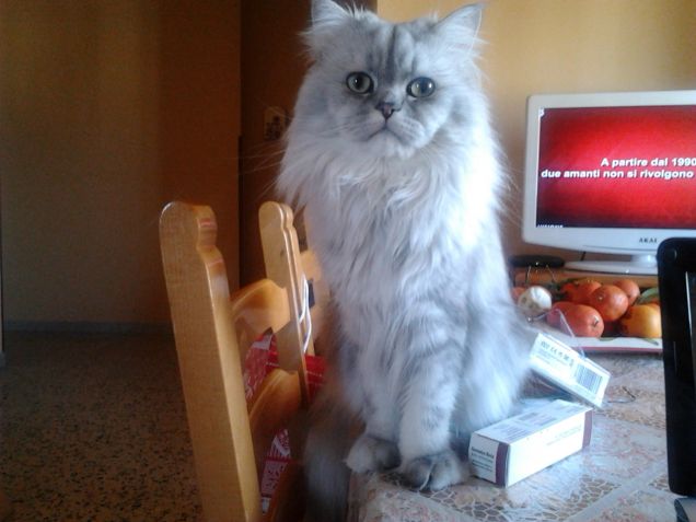 Gatto persiano in posa sul tavolo