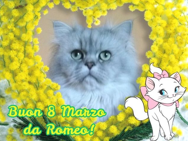 Gatto persiano e mimose