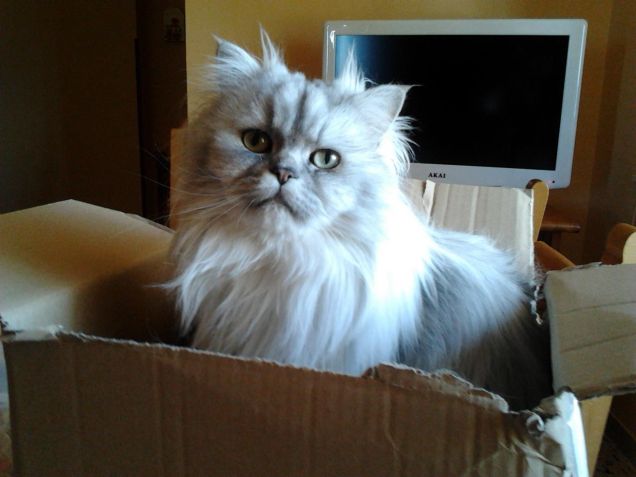 Gatto persiano chinchilla nella scatola