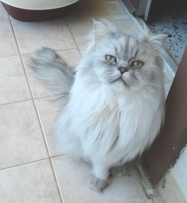 Gatto chinchilla in terrazza