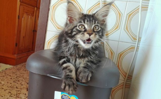 Maine Coon cucciolo