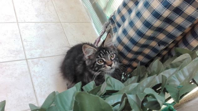 Maine Coon cucciolo in agguato