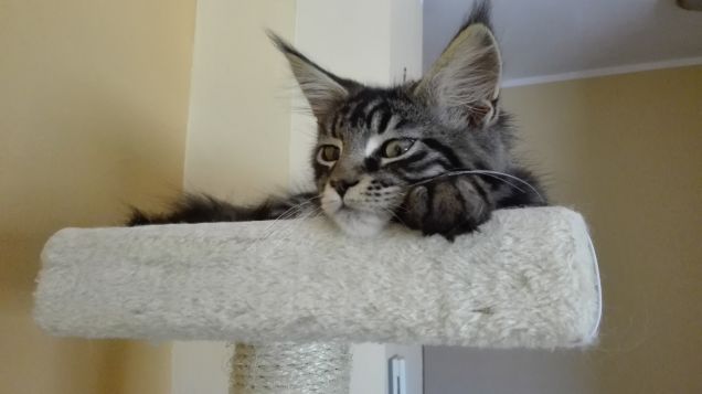 Baloo gattino Maine Coon sul tiragraffi