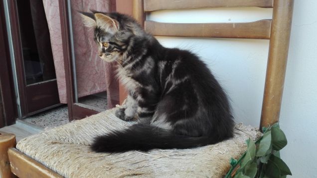 Maine Coon cucciolo sulla sedia