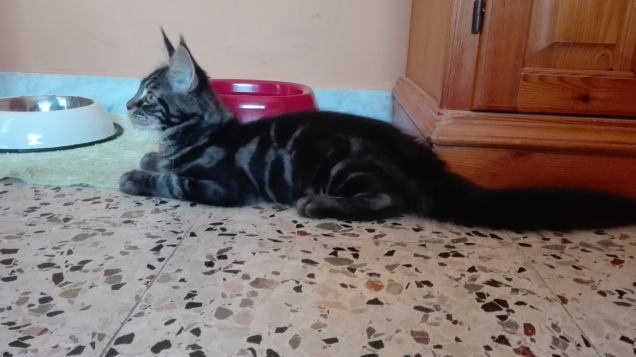 Baloo gattino Maine Coon di 4 mesi