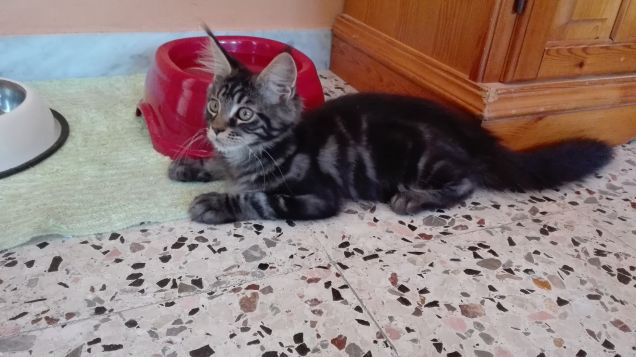 Maine Coon di 4 mesi