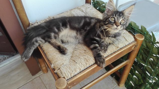 Maine Coon cucciolo 4 mesi