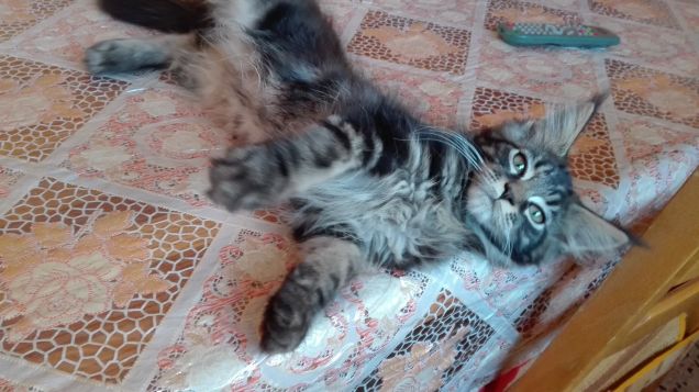 Maine Coon Brown tabby cucciolo