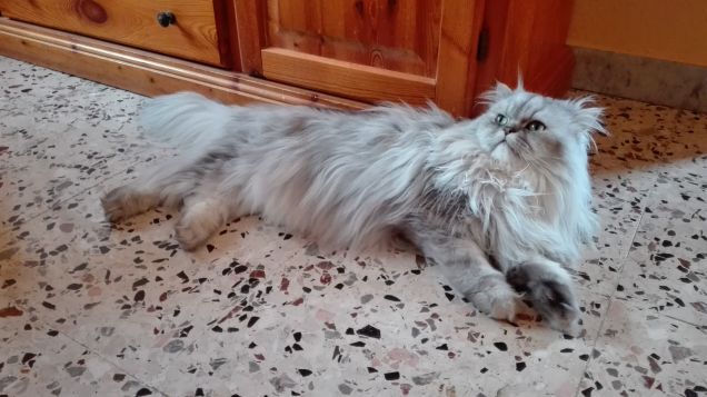 Gatto persiano chinchilla in relax