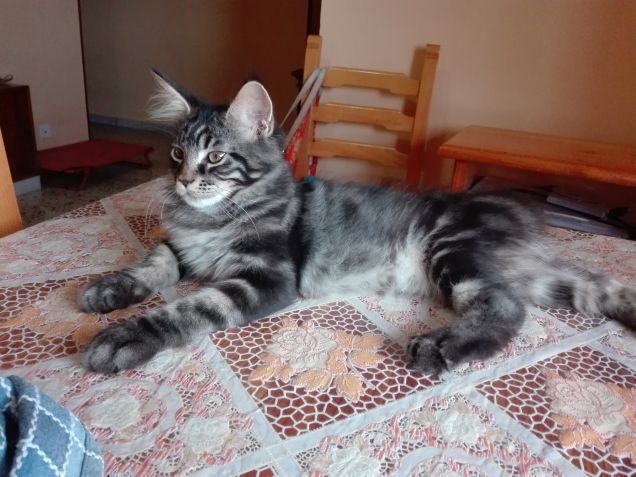 Maine Coon Baloo a 4 mesi