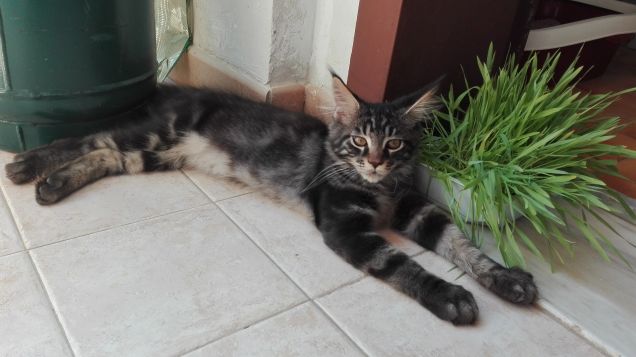 Maine Coon cucciolo e l'erba gatta