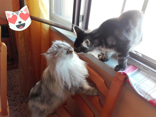 Gatto persiano bacia gattino Maine coon