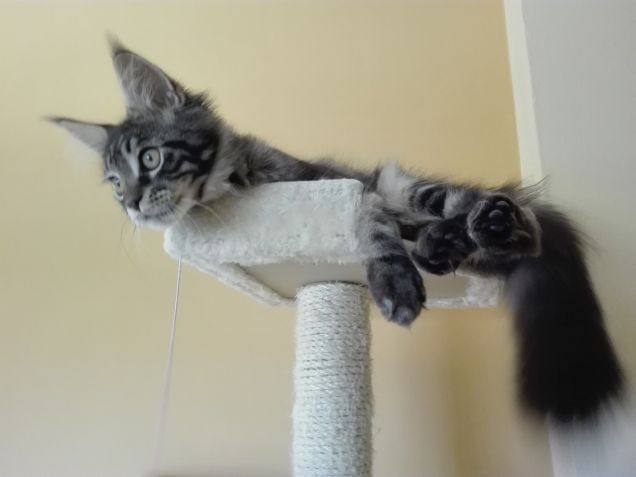 Baloo gattino Maine Coon sul tiragraffi