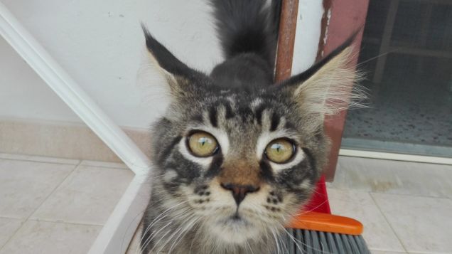 Selfie di Maine coon