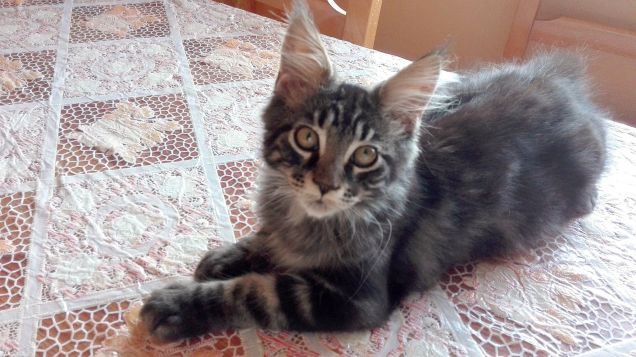 Brown tabby maine Coon di 4 mesi