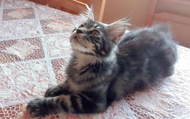 Maine Coon brown tabby di 4 mesi