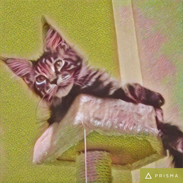 Cucciolo di Maine Coon foto manipolata con prisma app