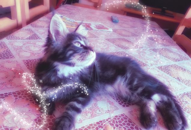 Cucciolo di Maine Coon photo effects