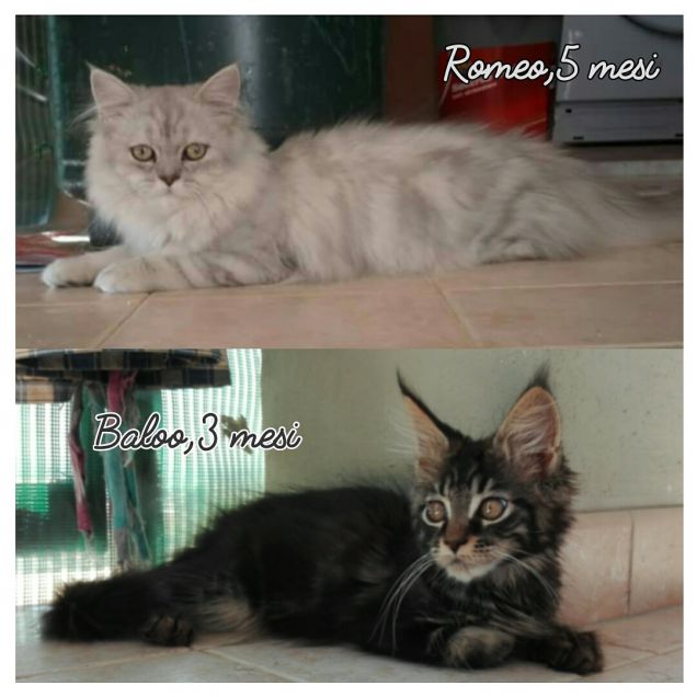 Cuccioli di gatto persiano e Maine coon