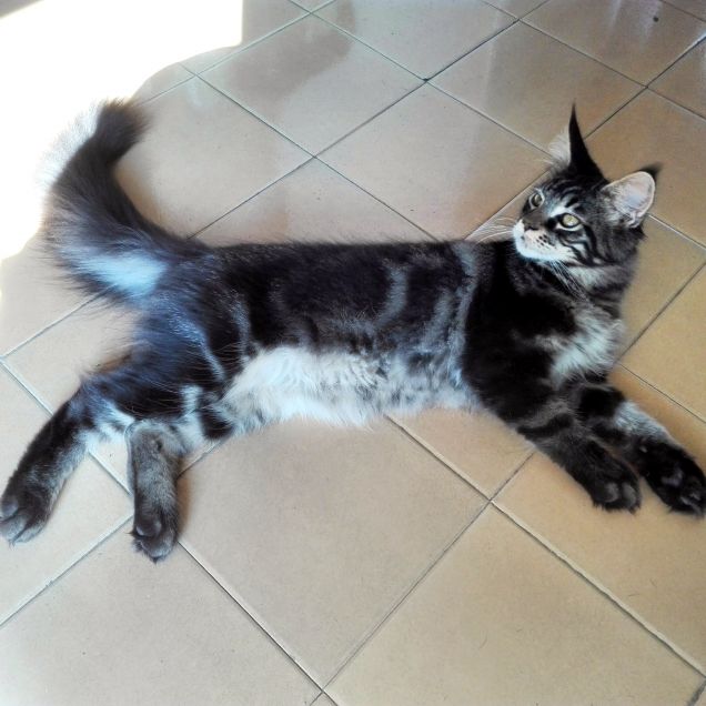 MAINE COON CUCCIOLO DI 5 MESI