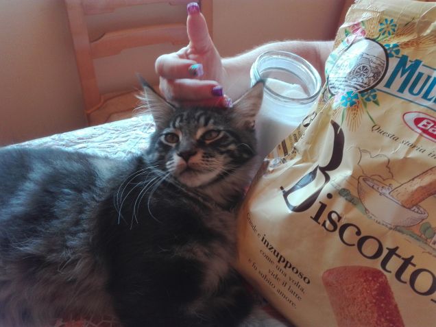 MAINE COON E BISCOTTI