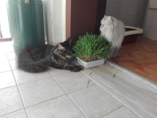 Maine Coon e Gatto persiano mangiano l'erba