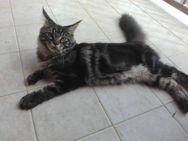 Baloo Maine coon di 6 mesi