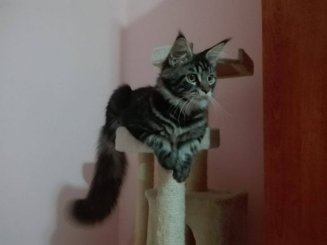 Maine coon sul tiragraffi