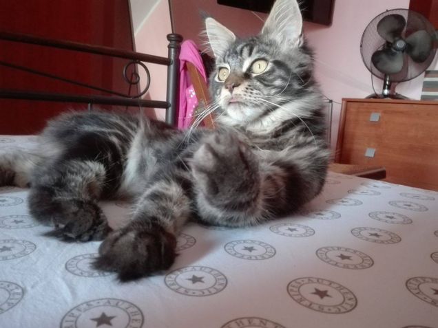 Baloo cucciolo di Maine coon