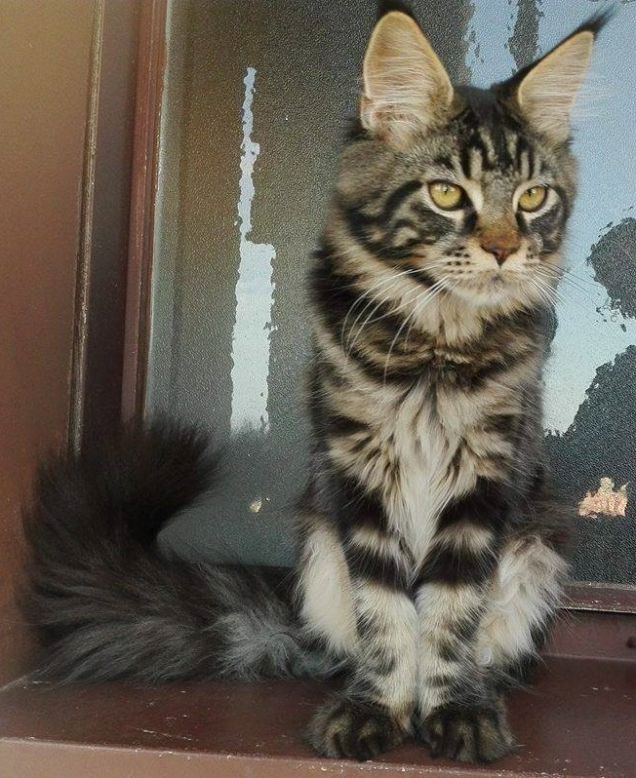 Maine Coon brown tabby blotched maschio di 6 mesi