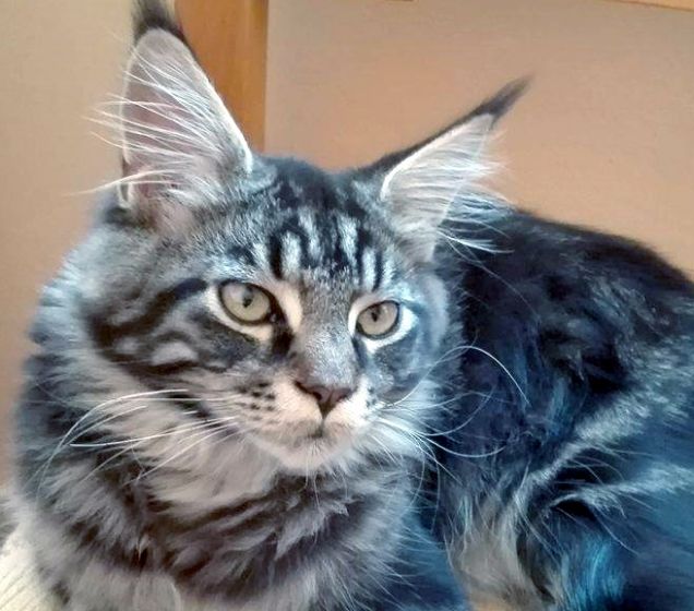 Maine Coon brown tabby blotched maschio di 6 mesi primo piano