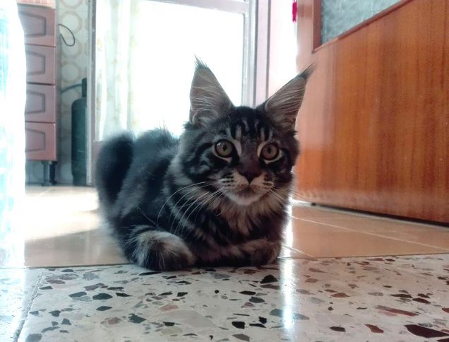 Gatto Maine coon brown tabby blotched di 6 mesi