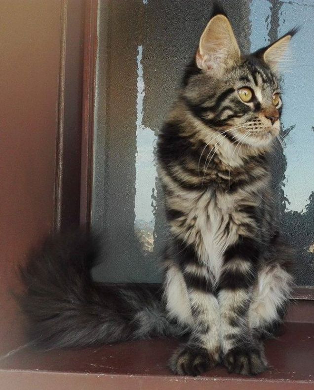 Baloo Gatto Maine coon brown tabby blotched di 6 mesi