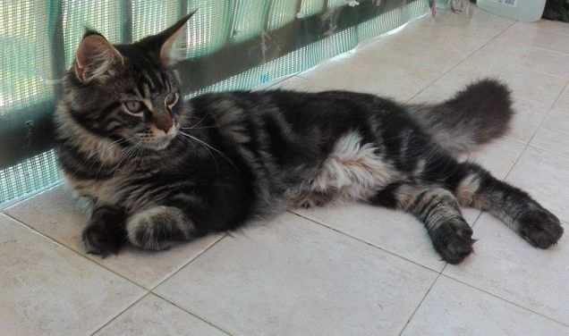 Baloo cucciolo  Maine coon brown tabby blotched di 6 mesi